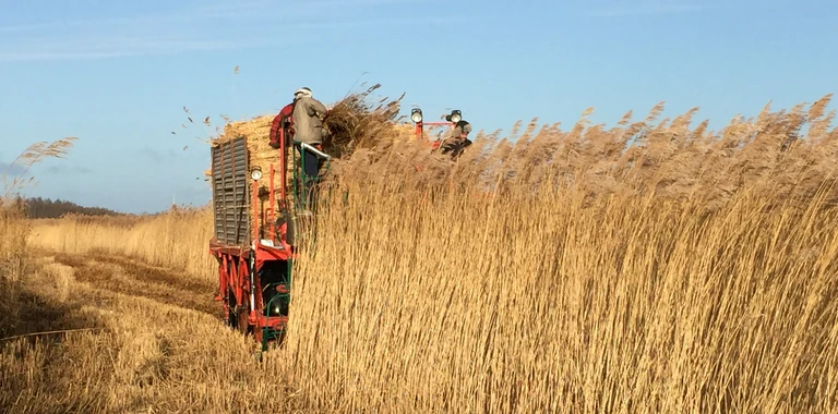 Trzcina w różnych kolorach